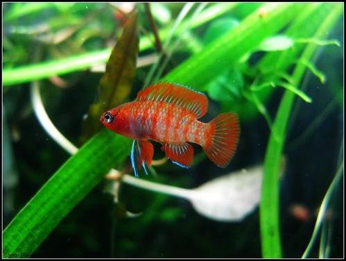 紅點變色龍魚圖片