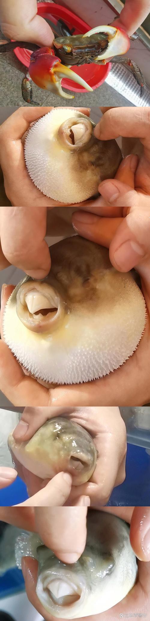 紅點變色龍魚圖片