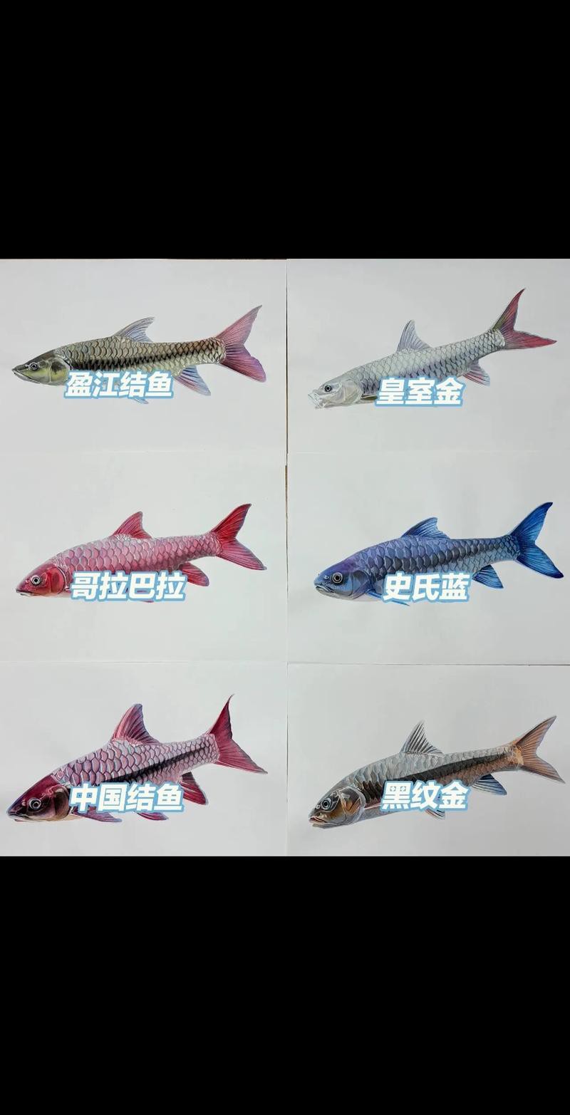 紅點變色龍魚圖片