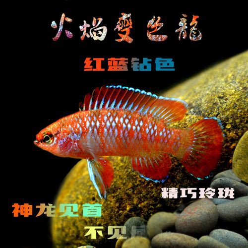 紅點變色龍魚圖片