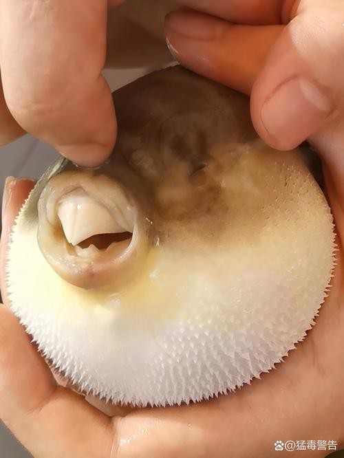 紅點變色龍魚圖片