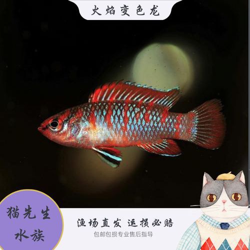 紅點變色龍魚圖片