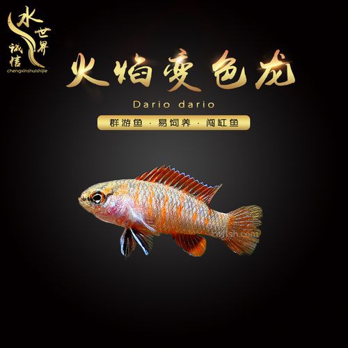 紅點變色龍魚圖片