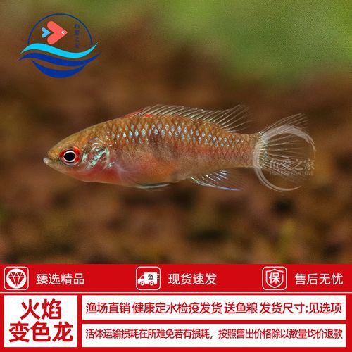 紅點變色龍魚圖片