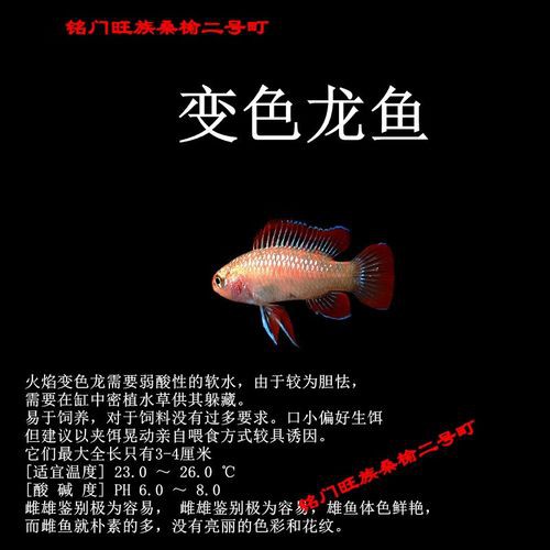 紅點變色龍魚圖片