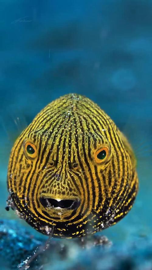 紅點變色龍魚圖片