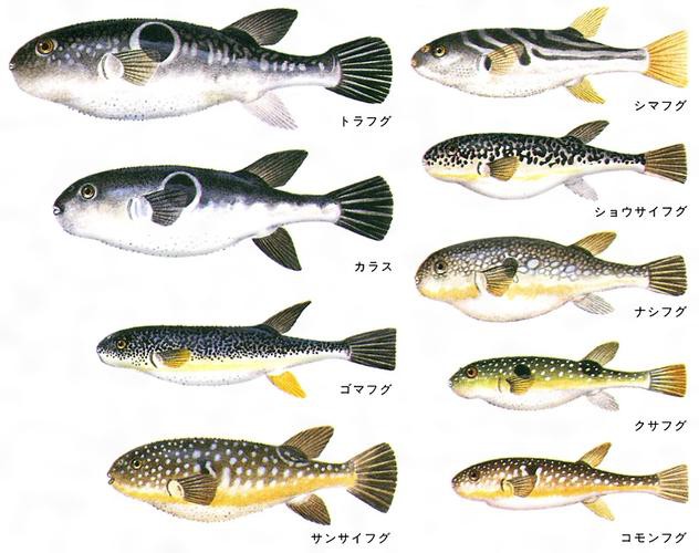 紅點變色龍魚圖片