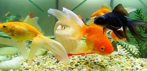 屬龍養(yǎng)什么金魚旺財：屬龍的人在選擇金魚時，不僅要考慮金魚的品種和數(shù)量