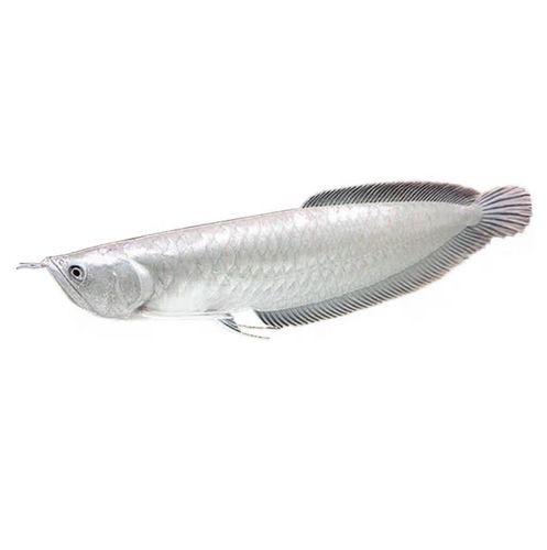 紅眼白子銀龍魚圖片價格