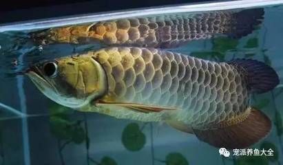 為什么龍魚不吃東西了還會死掉：龍魚不吃東西會導致死亡嗎 為什么龍魚不吃東西了還會死掉：龍魚不吃東西會導致死亡嗎 龍魚百科 第1張