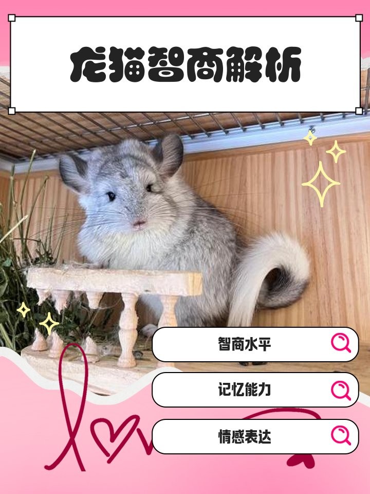 龍貓能記住幾個名字？