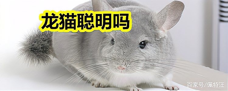 龍貓能記住幾個名字？