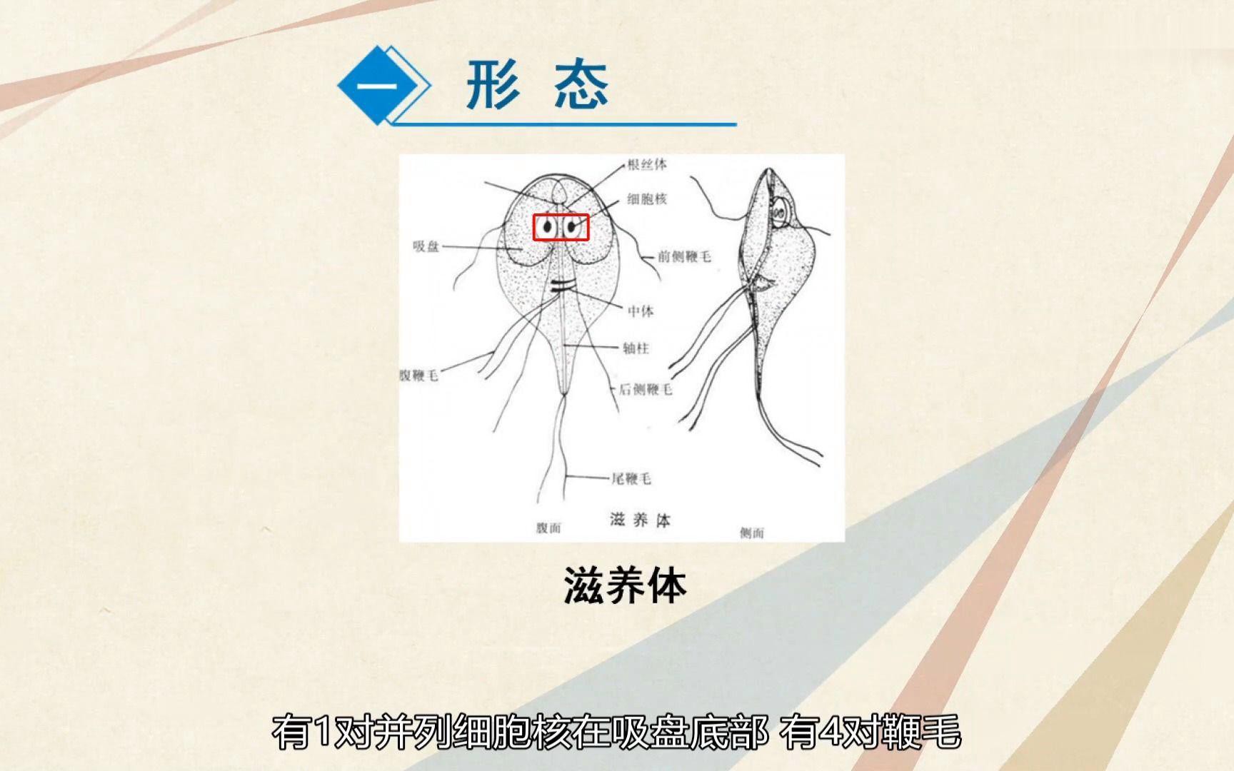 如何正確使用甲硝唑預防體內寄生蟲？ 如何正確使用甲硝唑預防體內寄生蟲？ 龍魚百科 第3張