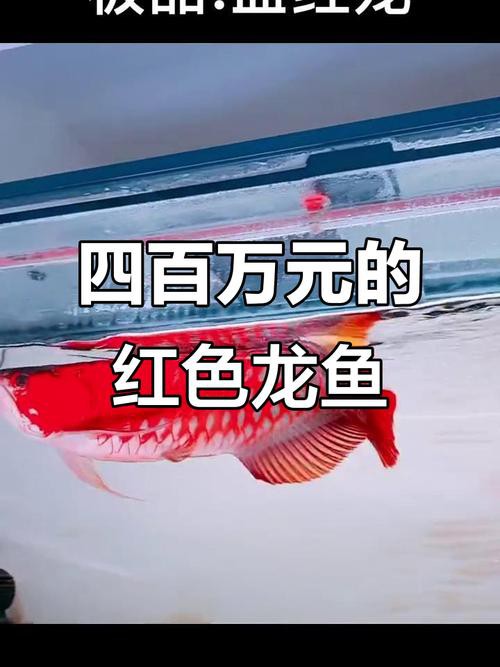 印尼小紅龍魚怎么挑選的呢圖片視頻