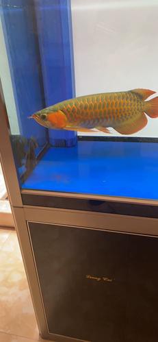 印尼小紅龍魚怎么挑選的呢圖片視頻