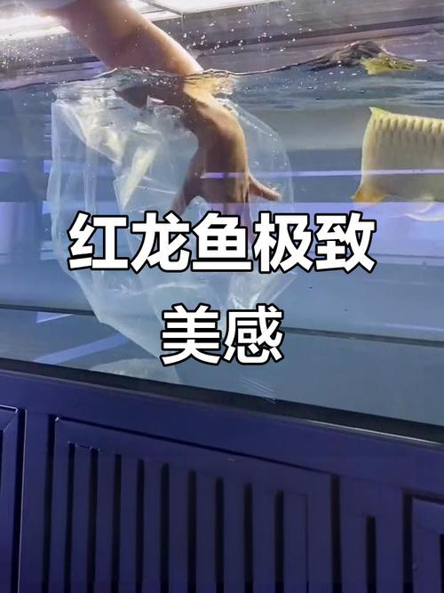 印尼小紅龍魚怎么挑選的呢圖片視頻