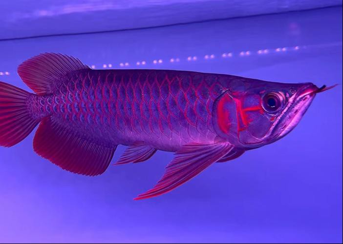 印尼小紅龍魚怎么挑選的呢圖片視頻