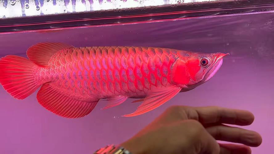 印尼小紅龍魚怎么挑選的呢圖片視頻