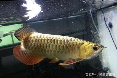 龍魚(yú)五天不喂可以嗎：龍魚(yú)五天不喂食可以嗎