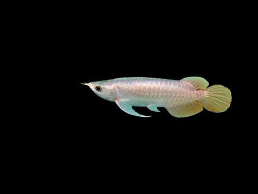 紅龍魚繁殖后如何護(hù)理幼魚：紅龍魚繁殖后幼魚的護(hù)理