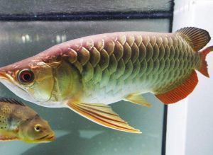 龍魚有沒有小型長不大的（小型龍魚品種的“長不大”，給人一種“長不大”印象）