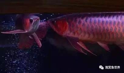 龍魚有沒有小型長不大的（小型龍魚品種的“長不大”，給人一種“長不大”印象）