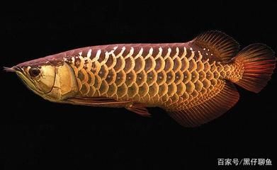 養龍魚的燈光:養龍魚時燈光的選擇和使用 龍魚百科 第1張 養龍魚的燈光:養龍魚時燈光的選擇和使用 養龍魚的燈光:養龍魚時燈光的選擇和使用 龍魚百科 第1張