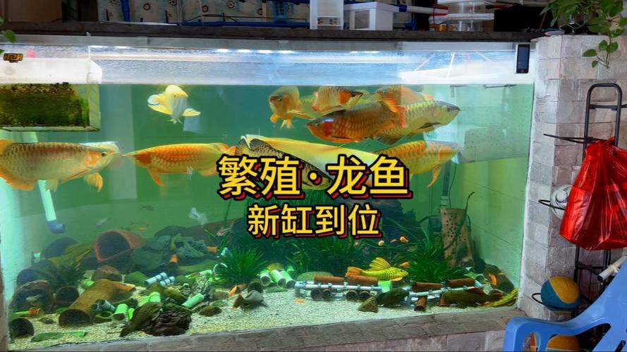 紅龍魚(yú)頭像尺寸過(guò)小會(huì)怎樣？ 紅龍魚(yú)頭像尺寸過(guò)小會(huì)怎樣？ 龍魚(yú)百科 第19張
