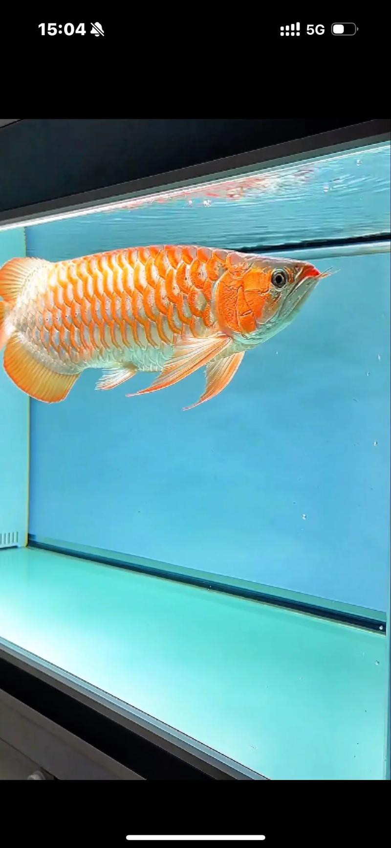 紅龍魚(yú)頭像尺寸過(guò)小會(huì)怎樣？ 紅龍魚(yú)頭像尺寸過(guò)小會(huì)怎樣？ 龍魚(yú)百科 第21張