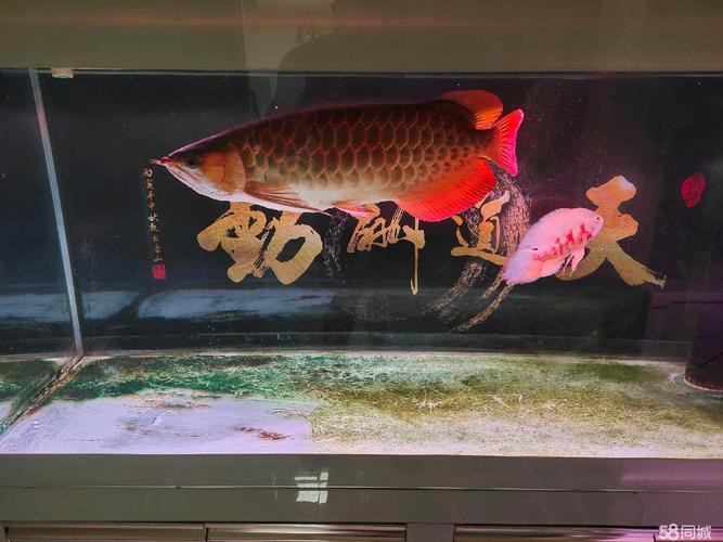 紅龍魚(yú)頭像尺寸過(guò)小會(huì)怎樣？ 紅龍魚(yú)頭像尺寸過(guò)小會(huì)怎樣？ 龍魚(yú)百科 第17張