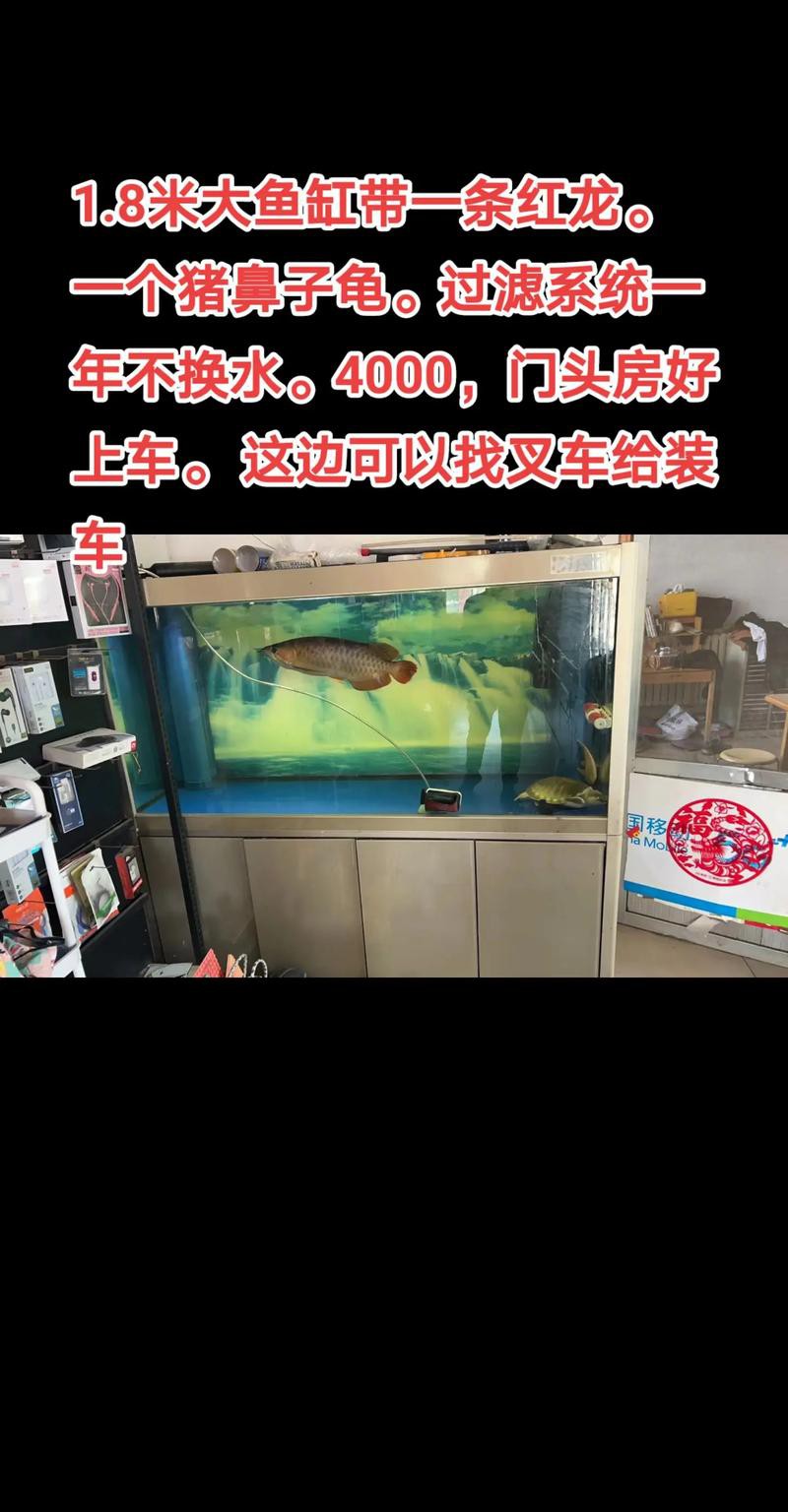 紅龍魚(yú)頭像尺寸過(guò)小會(huì)怎樣？ 紅龍魚(yú)頭像尺寸過(guò)小會(huì)怎樣？ 龍魚(yú)百科 第8張