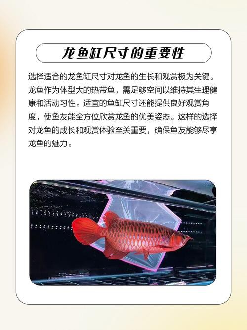 紅龍魚(yú)頭像尺寸過(guò)小會(huì)怎樣？ 紅龍魚(yú)頭像尺寸過(guò)小會(huì)怎樣？ 龍魚(yú)百科 第7張