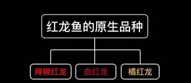 紅龍魚(yú)頭像尺寸過(guò)小會(huì)怎樣？ 紅龍魚(yú)頭像尺寸過(guò)小會(huì)怎樣？ 龍魚(yú)百科 第25張
