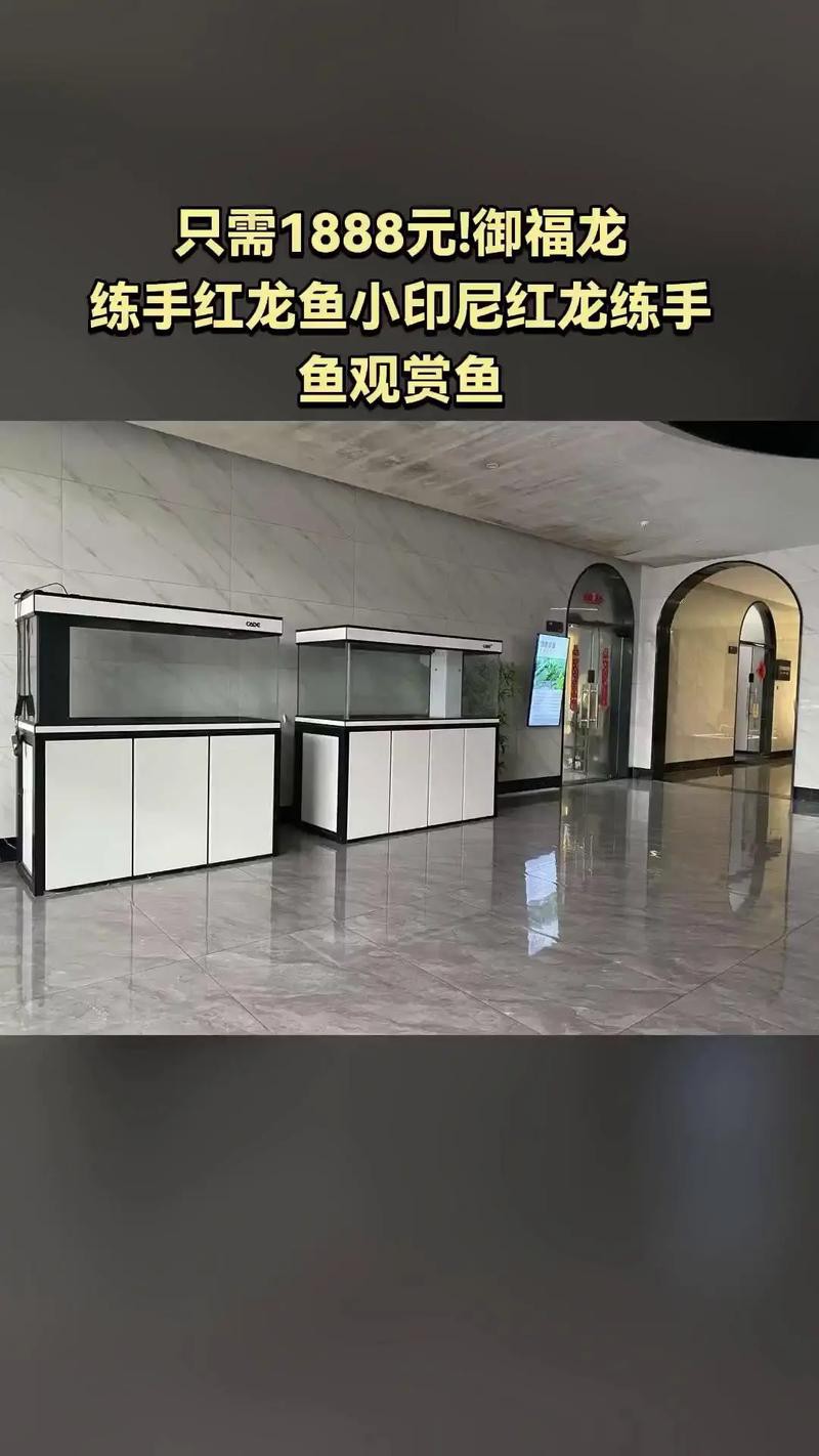 紅龍魚(yú)頭像尺寸過(guò)小會(huì)怎樣？ 紅龍魚(yú)頭像尺寸過(guò)小會(huì)怎樣？ 龍魚(yú)百科 第18張