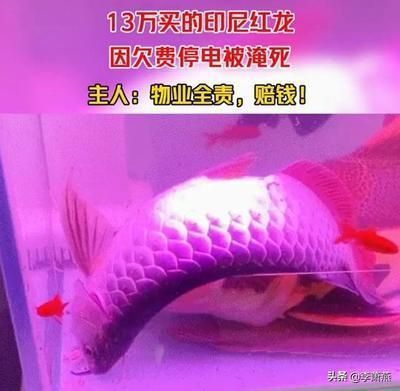 紅龍魚最佳養殖水溫范圍：關于紅龍魚最佳養殖水溫范圍的詳細信息 紅龍魚最佳養殖水溫范圍：關于紅龍魚最佳養殖水溫范圍的詳細信息 龍魚百科 第1張