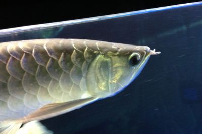 龍魚眼睛凸出有白色的東西：龍魚眼睛凸出有白色東西 龍魚眼睛凸出有白色的東西：龍魚眼睛凸出有白色東西 龍魚百科 第1張