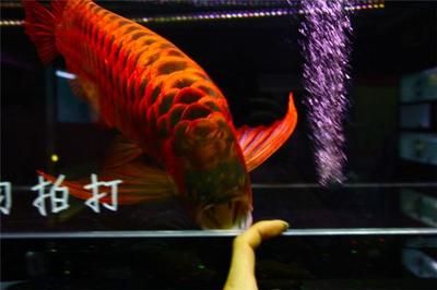 紅龍魚批發市場電話號碼