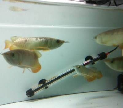 金龍魚需要24小時打氧嗎：金龍魚苗飼養龍魚需要24小時打氧取決于具體的飼養