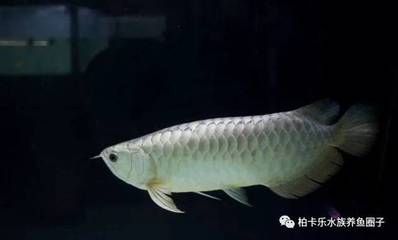 銀龍魚死是吉還是兇（銀龍魚的死亡可能由哪些因素引起？）