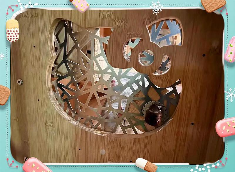 貓和龍貓初次見面需要多久適應？ 貓和龍貓初次見面需要多久適應？ 龍魚百科 第4張