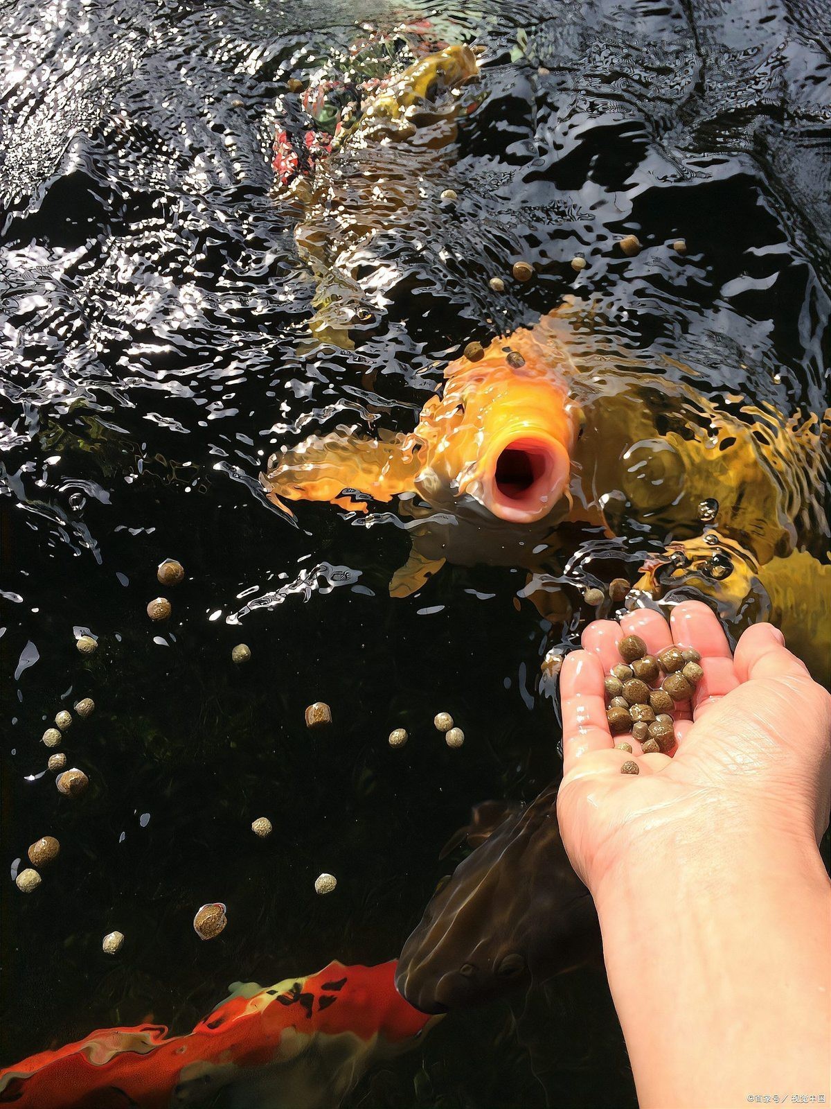 虎紋恐龍魚一天吃多少克飼料為宜