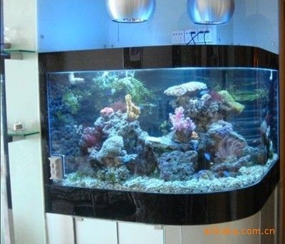 龍魚(yú)區(qū)分雌性雄性魚(yú)和雄性魚(yú)：龍魚(yú)雌雄鑒別指南，如何區(qū)分龍魚(yú)的性別
