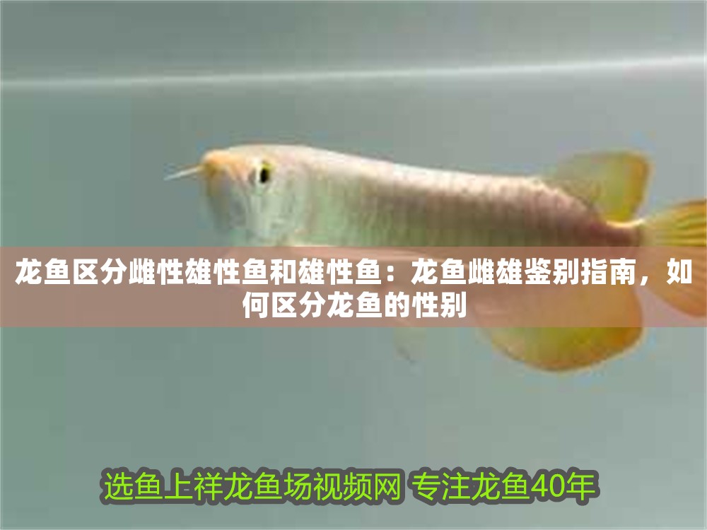龍魚(yú)區(qū)分雌性雄性魚(yú)和雄性魚(yú)：龍魚(yú)雌雄鑒別指南，如何區(qū)分龍魚(yú)的性別