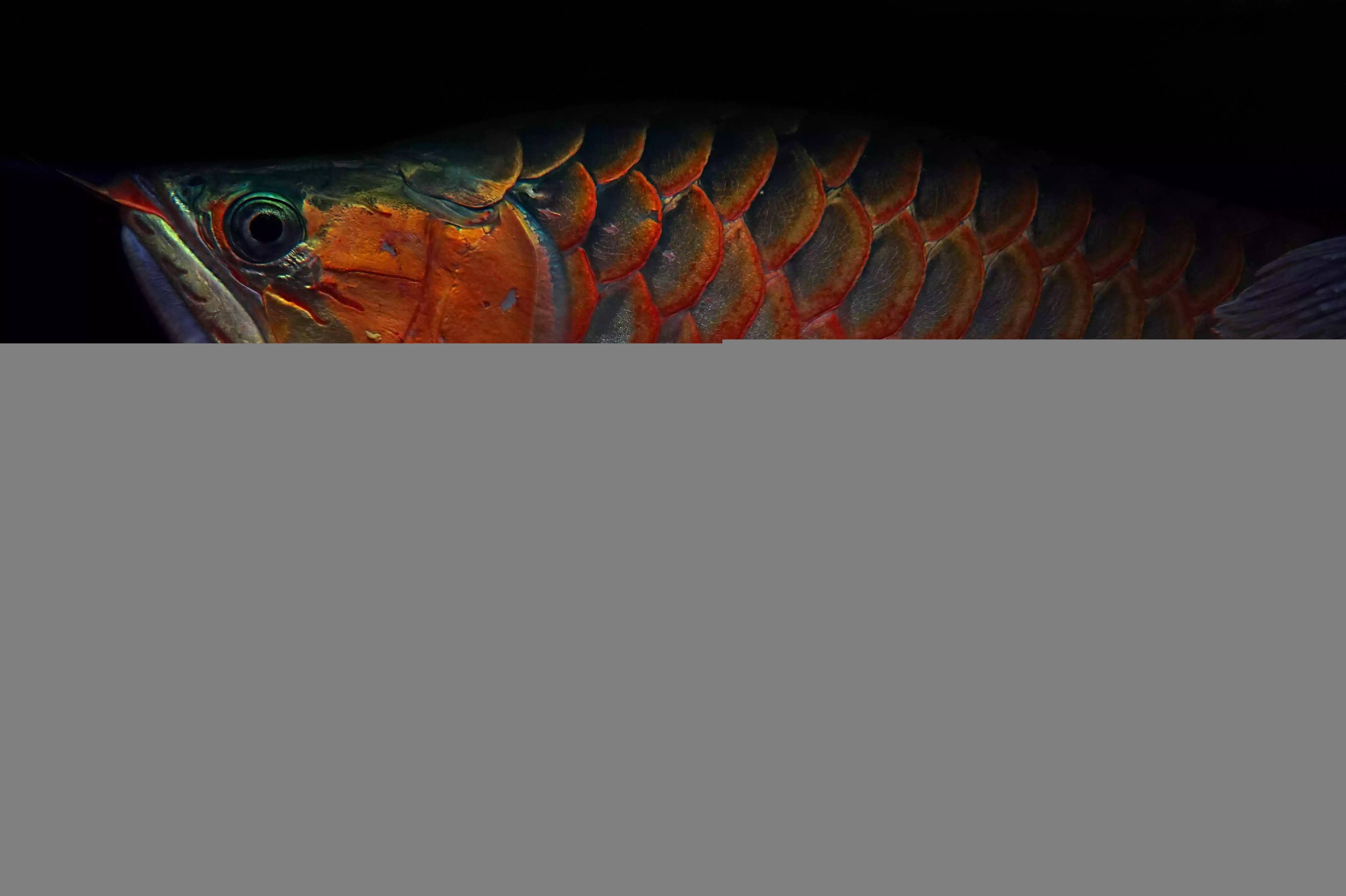 紅龍魚(yú)養(yǎng)殖常見(jiàn)誤區(qū)：新手養(yǎng)紅龍魚(yú)時(shí)常見(jiàn)的誤區(qū)及其解釋紅龍魚(yú)飼養(yǎng)方法 紅龍魚(yú)養(yǎng)殖常見(jiàn)誤區(qū)：新手養(yǎng)紅龍魚(yú)時(shí)常見(jiàn)的誤區(qū)及其解釋紅龍魚(yú)飼養(yǎng)方法 龍魚(yú)百科