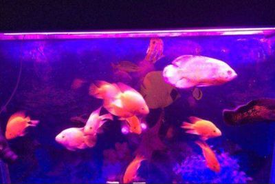 龍魚底層魚養殖建議（如何選擇適合與龍魚混養的下層魚） 龍魚底層魚養殖建議（如何選擇適合與龍魚混養的下層魚） 龍魚百科 第5張