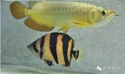 龍魚(yú)虎魚(yú)混養(yǎng)尺寸多少合適啊：混養(yǎng)龍魚(yú)和虎魚(yú)需要注意水質(zhì)和水溫和水溫的管理