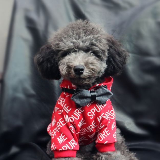 金元寶魚(yú)最忌三個(gè)東西 龍魚(yú)百科 第8張 金元寶魚(yú)最忌三個(gè)東西 金元寶魚(yú)最忌三個(gè)東西 龍魚(yú)百科 第8張