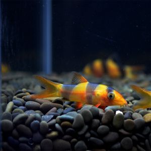 龍魚搭配清缸魚好不好：龍魚搭配清缸魚可以增加魚缸內的生態平衡,龍魚搭配清缸魚好不好