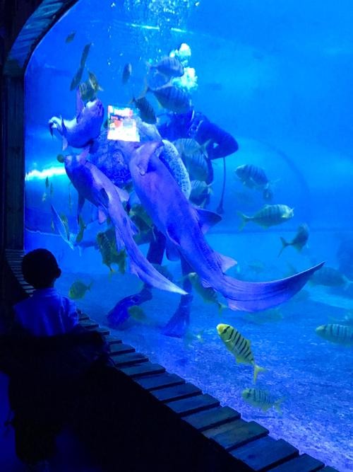 龍魚之家水族館