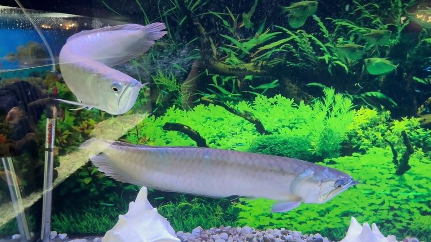 龍魚之家水族館